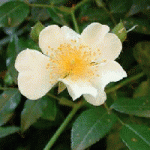 rosehipflower[1].gif